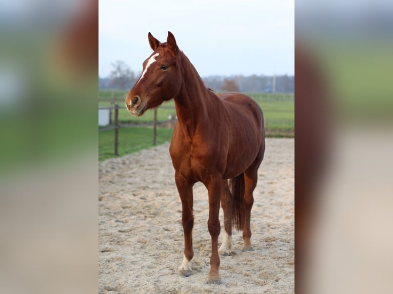 KPR Klacz 4 lat 160 cm Kasztanowata in Epe