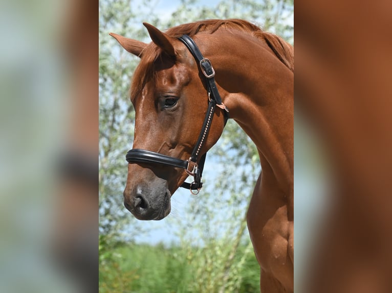 KPR Klacz 4 lat 164 cm Kasztanowata in Uddel