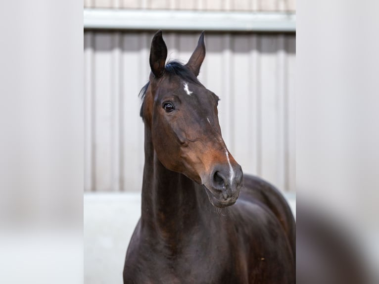 KPR Klacz 4 lat 164 cm Kasztanowata in Uddel