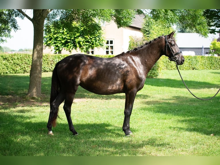 KPR Klacz 4 lat 165 cm Ciemnogniada in Almkerk