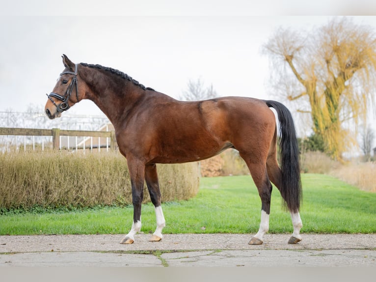 KPR Klacz 4 lat 166 cm Gniada in Culemborg