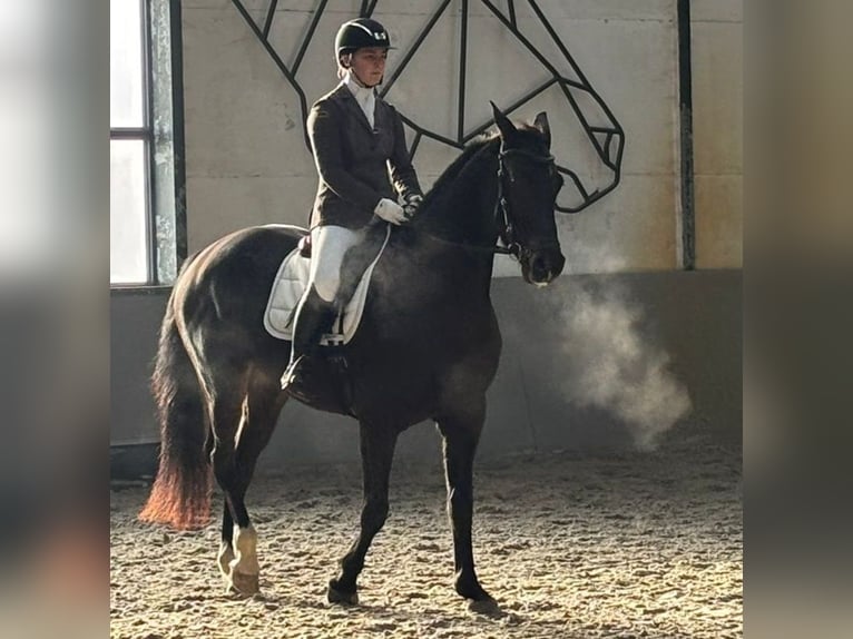 KPR Klacz 4 lat 170 cm Ciemnogniada in Herne