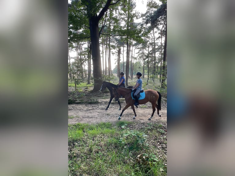 KPR Klacz 5 lat 142 cm Gniada in Hattemerbroek
