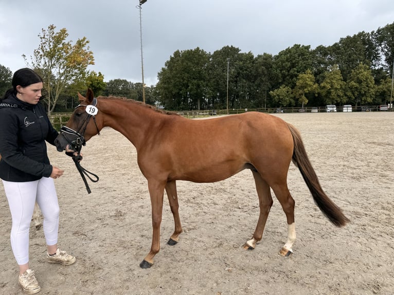 KPR Klacz 5 lat 143 cm Kasztanowata in sint michielsgestel