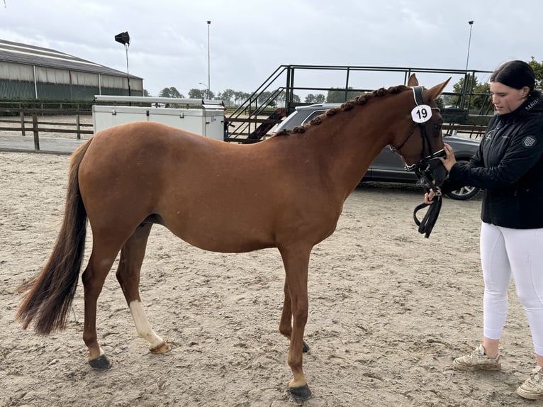 KPR Klacz 5 lat 143 cm Kasztanowata in sint michielsgestel