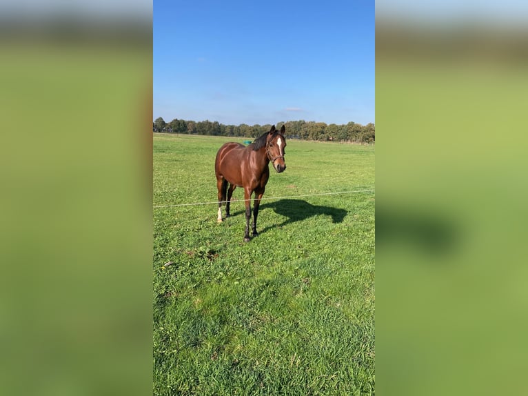 KPR Klacz 5 lat 146 cm Gniada in Geesteren ov