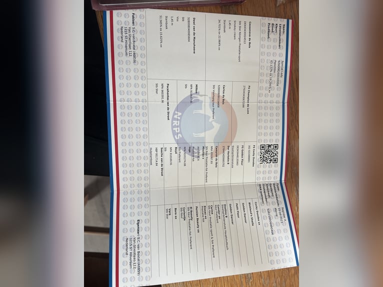 KPR Klacz 5 lat 147 cm Izabelowata in Lijnden