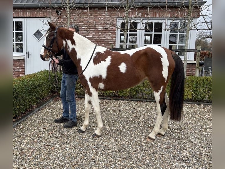 KPR Klacz 5 lat 147 cm Srokata in Neuried