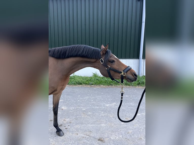 KPR Klacz 5 lat 148 cm Gniada in Oss