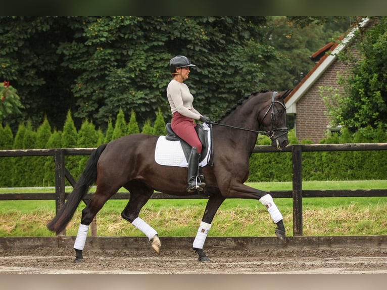 KPR Klacz 5 lat 170 cm Kara in Biddinghuizen