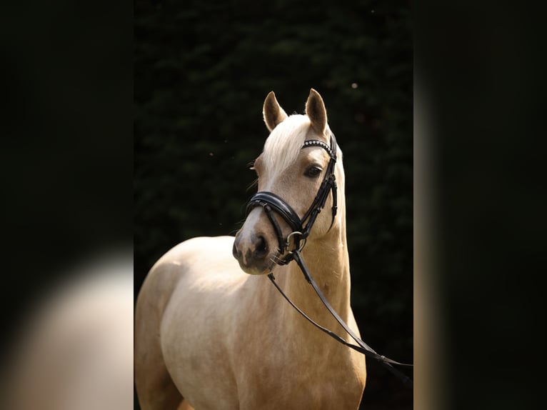 KPR Klacz 6 lat 143 cm Izabelowata in Teteringen