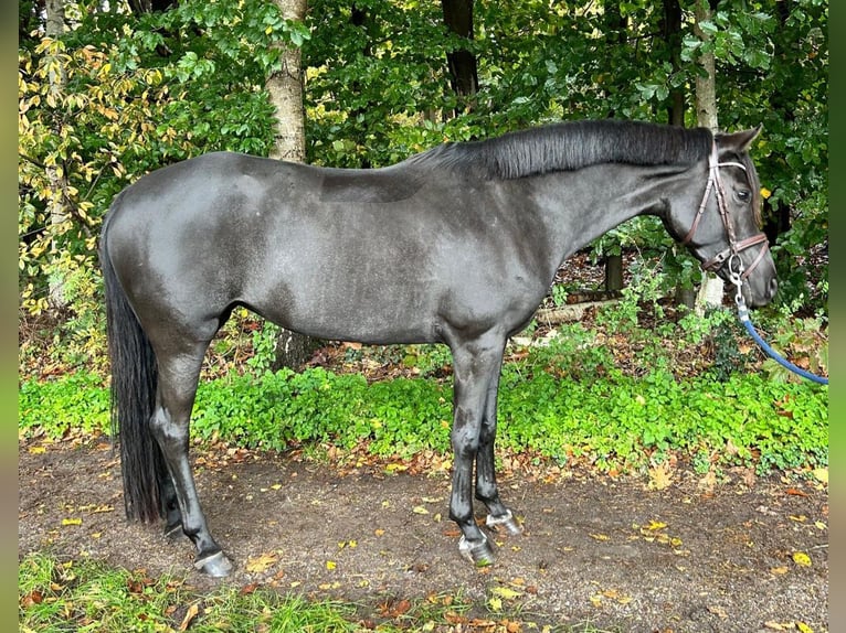 KPR Klacz 6 lat 145 cm Karosiwa in Diepenveen