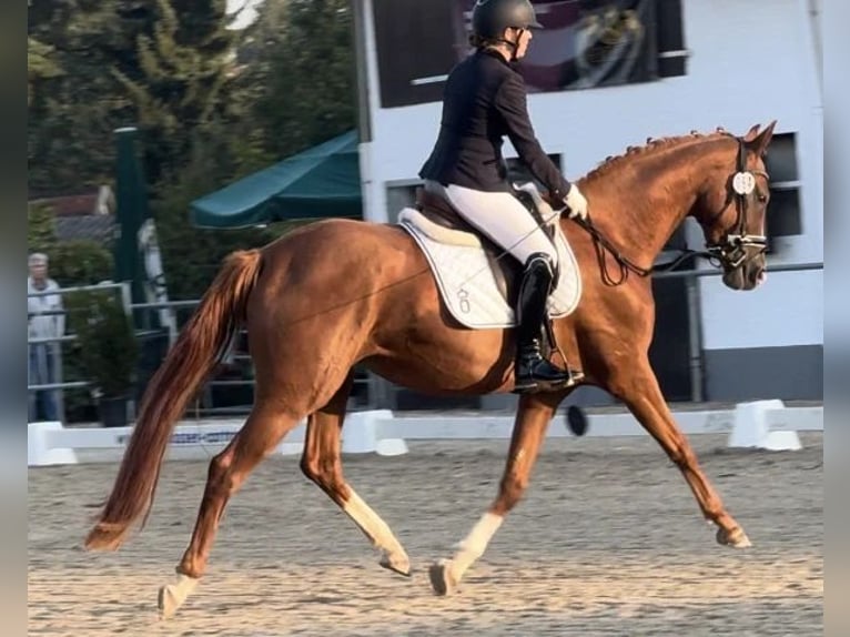 KPR Klacz 6 lat 168 cm Kasztanowata in Beilen