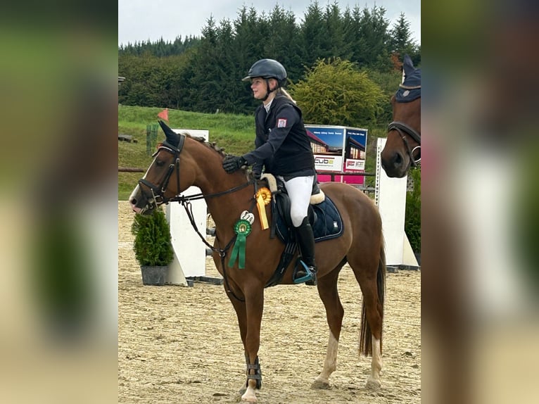 KPR Klacz 7 lat 146 cm Kasztanowata in Vöhl