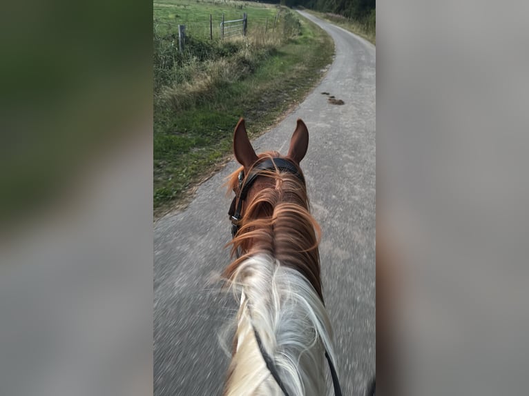 KPR Klacz 8 lat 146 cm Srokata in Tynaarlo
