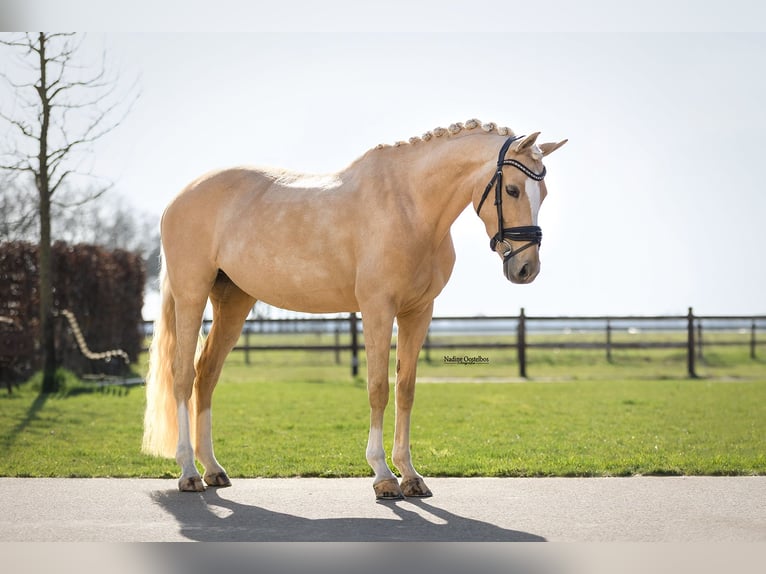 KPR Klacz 8 lat 147 cm Izabelowata in Oost West en Middelbeers