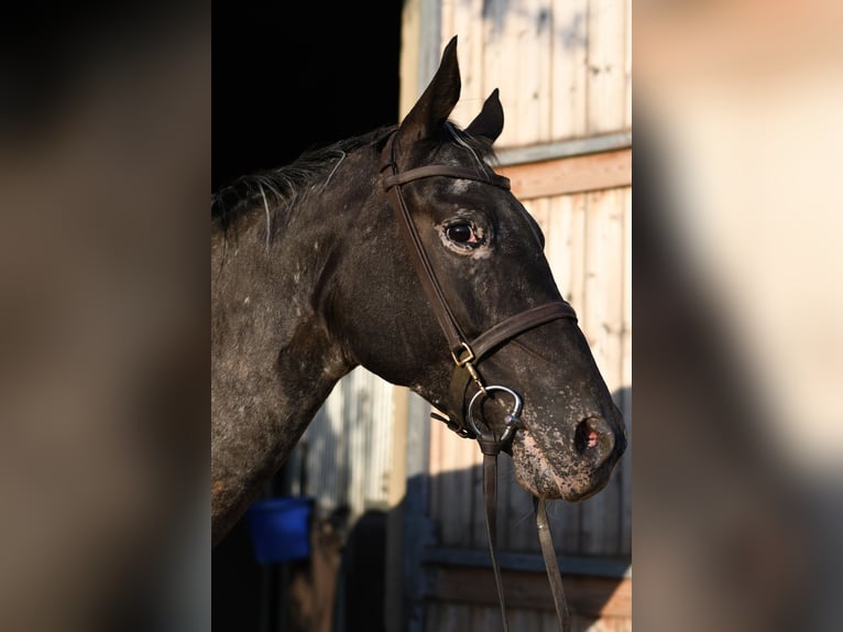KPR Klacz 8 lat 165 cm Tarantowata in Geilenkirchen