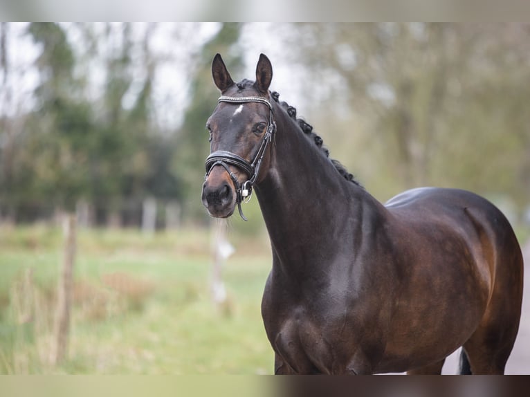KPR Klacz 9 lat 153 cm Ciemnogniada in Emmen