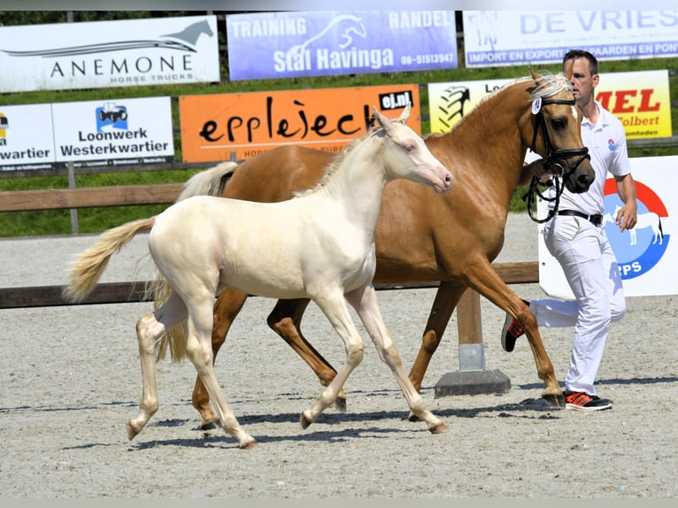 KPR Klacz Źrebak (04/2024) 148 cm Perlino in Wapse