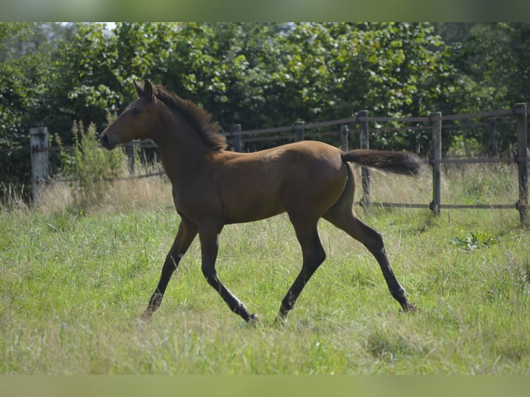 KPR Klacz Źrebak (04/2024) 148 cm Perlino in Wapse