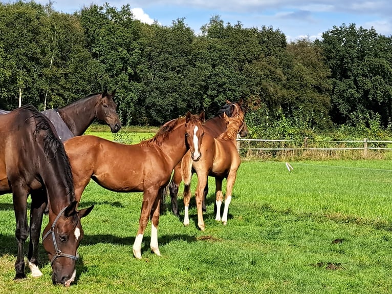 KPR Klacz Źrebak (05/2024) 168 cm Ciemnokasztanowata in Stieltjeskanaal