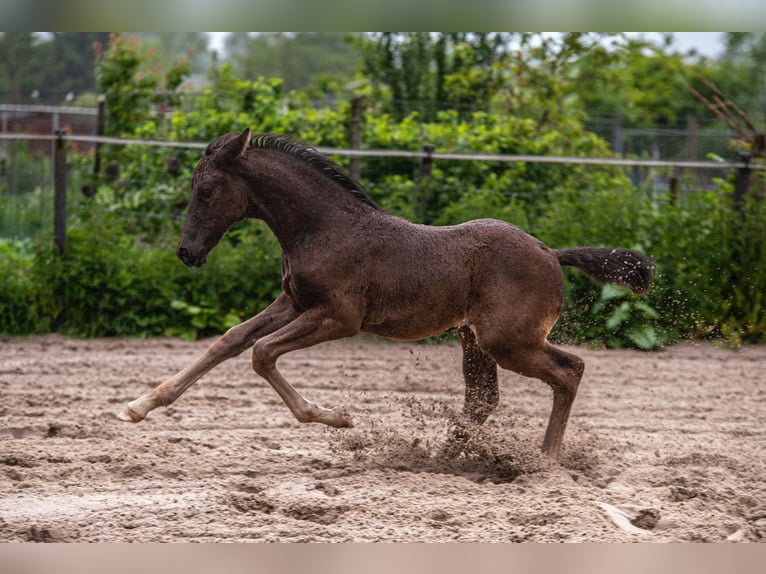 KPR Klacz Źrebak (04/2025) 168 cm Kara in Lelystad