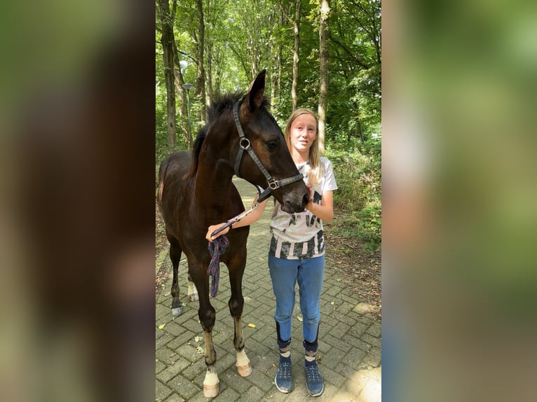 KPR Klacz Źrebak (04/2025) 168 cm Kara in Lelystad