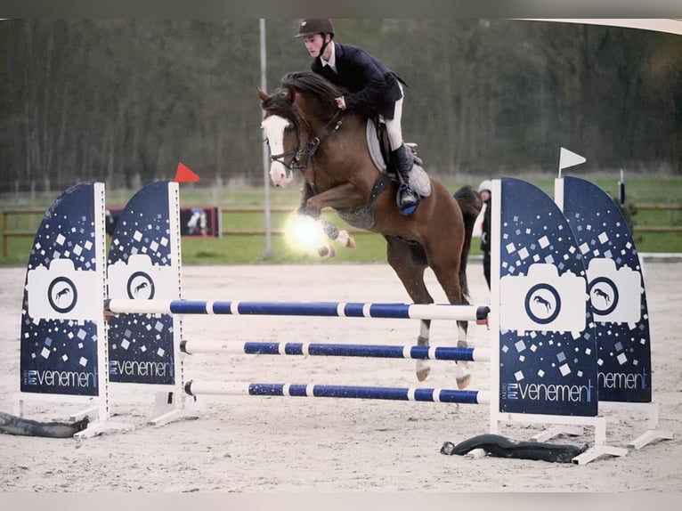 KPR Ogier 10 lat 148 cm Ciemnokasztanowata in Frasnes-lez-Anvaing
