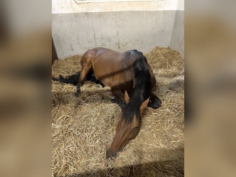 KPR Ogier 16 lat 175 cm Gniada in Trier