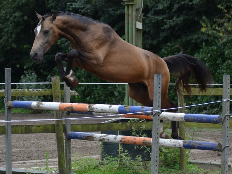 KPR Ogier 2 lat 145 cm Bułana in Heeswijk-Dinther