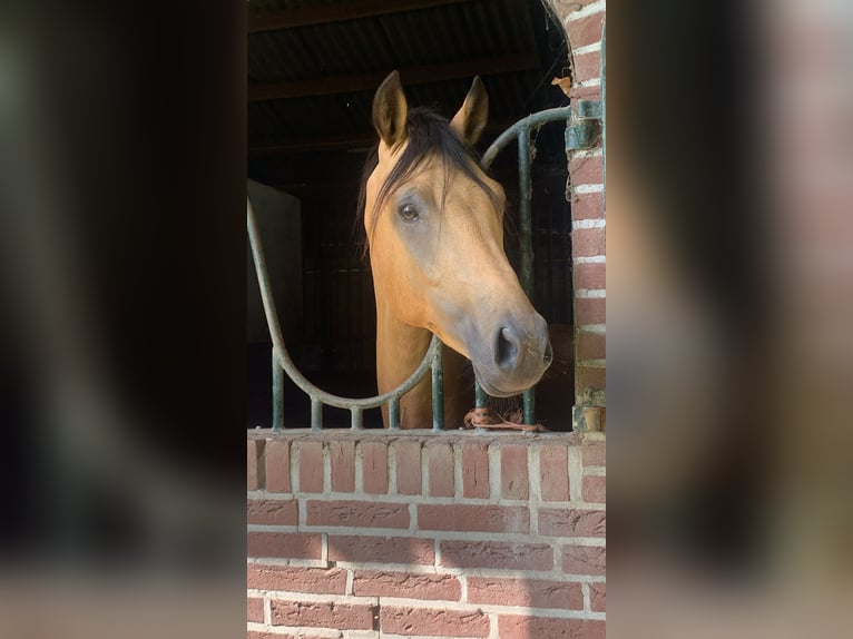 KPR Ogier 2 lat 145 cm Jelenia in Groessen