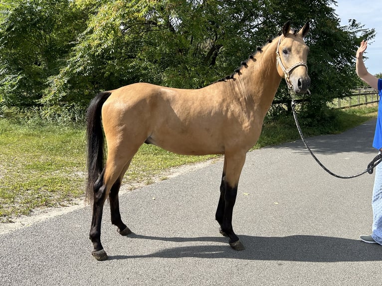 KPR Ogier 2 lat 145 cm Jelenia in Groessen