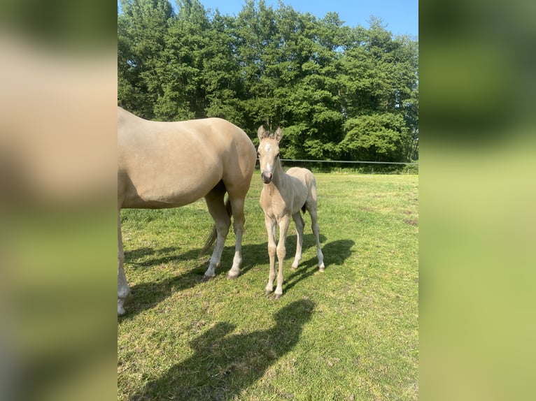 KPR Ogier 3 lat 136 cm Jelenia in Donkerbroek