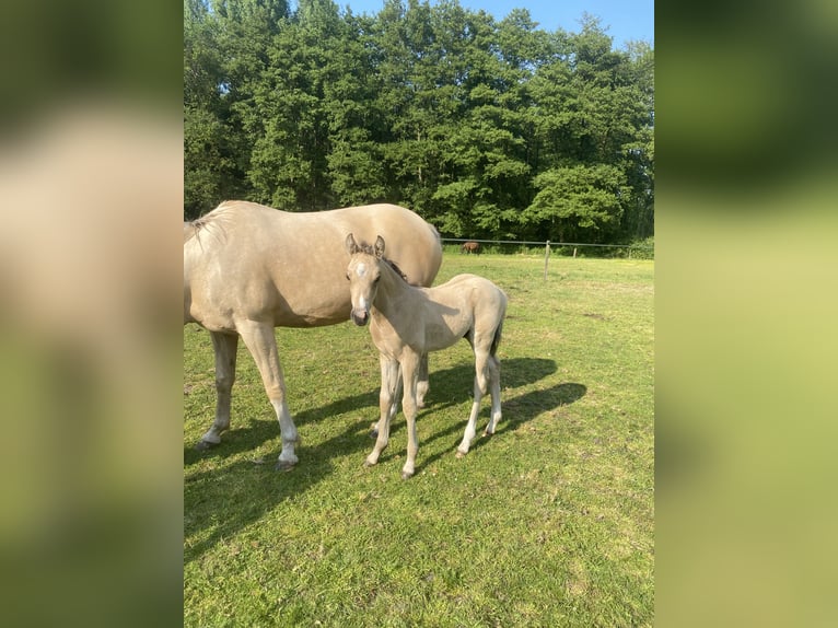 KPR Ogier 3 lat 136 cm Jelenia in Donkerbroek