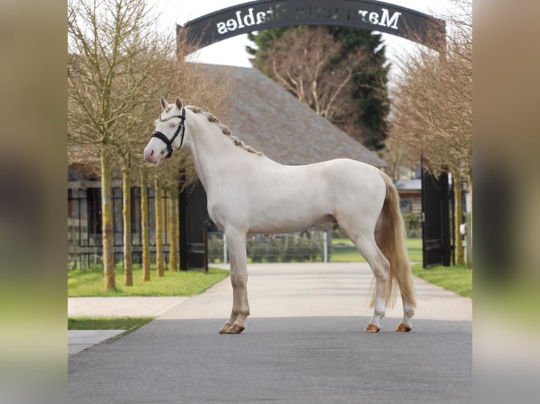 KPR Ogier 3 lat 145 cm Perlino in Heemskerk