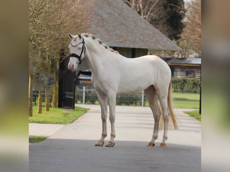 KPR Ogier 3 lat 145 cm Perlino in Heemskerk