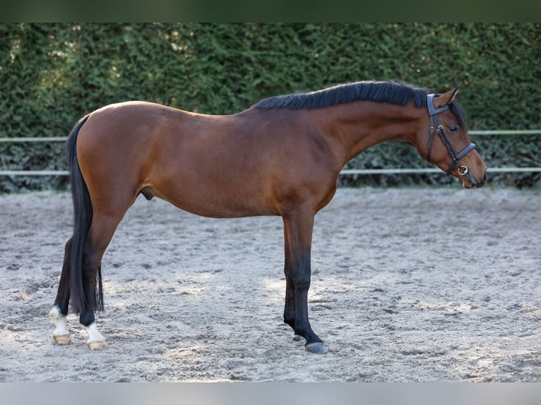 KPR Ogier 3 lat 146 cm Gniada in Renswoude