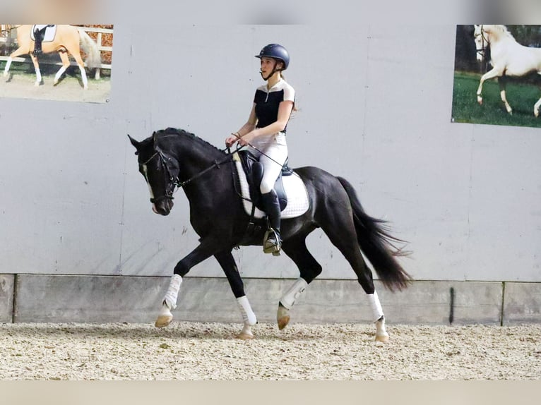 KPR Ogier 3 lat 147 cm Kara in Herwen
