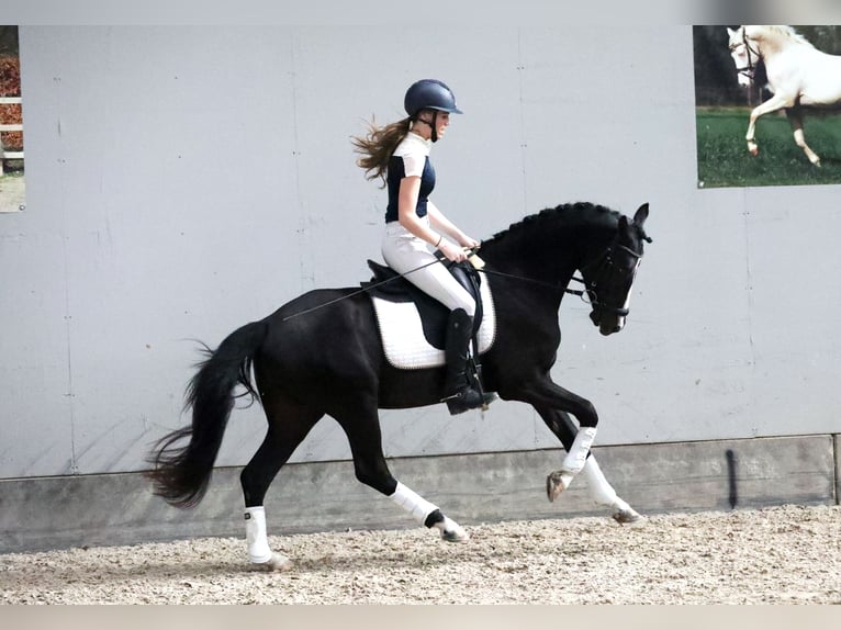 KPR Ogier 3 lat 147 cm Kara in Herwen