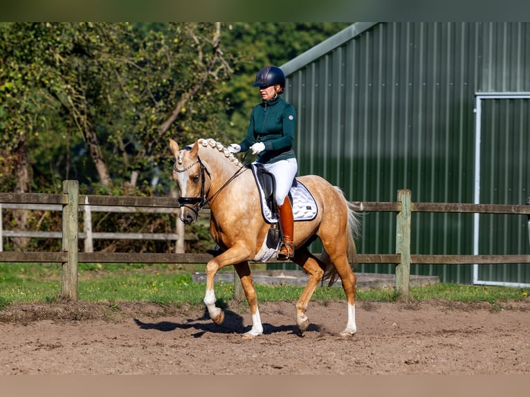 KPR Ogier 3 lat 152 cm Izabelowata in Nuland