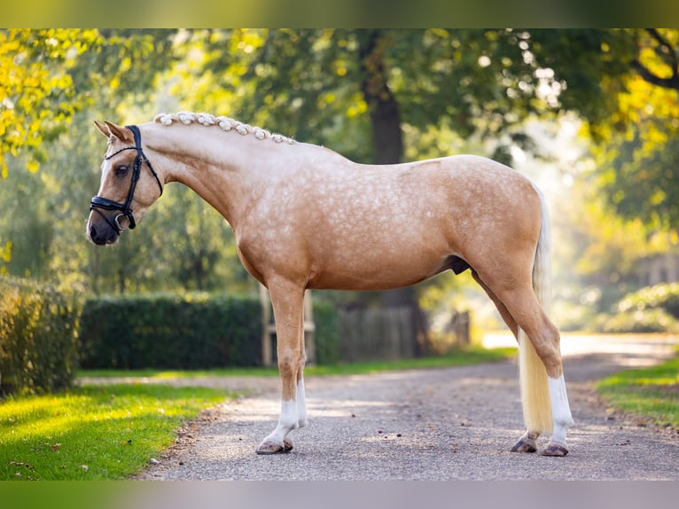 KPR Ogier 3 lat 152 cm Izabelowata in Nuland