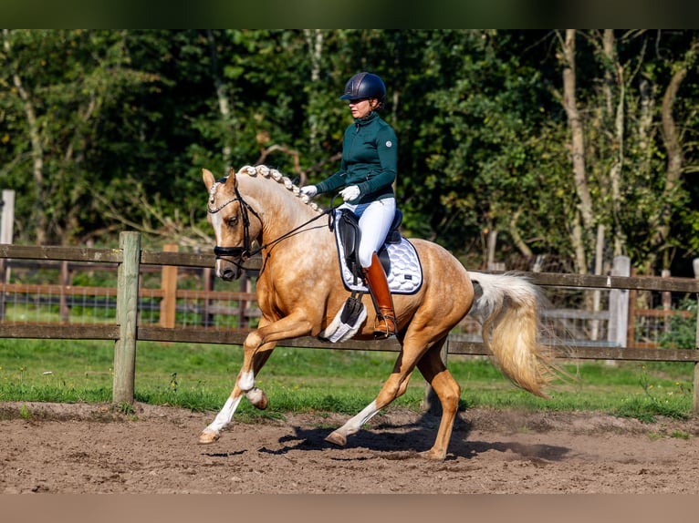 KPR Ogier 3 lat 152 cm Izabelowata in Nuland