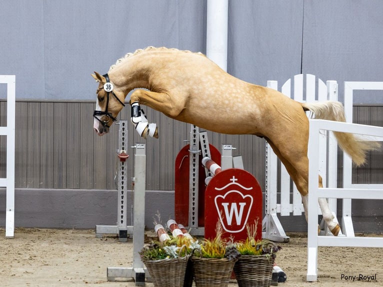 KPR Ogier 3 lat 153 cm Bułana in Oirschot