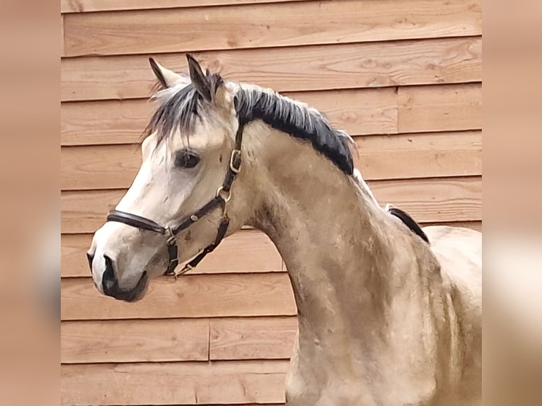 KPR Ogier 3 lat Jelenia in Den Ham