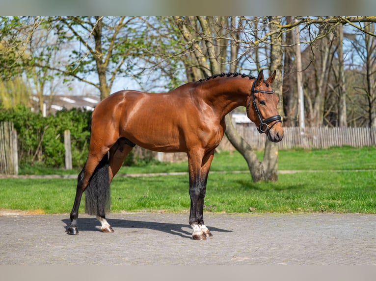 KPR Ogier 4 lat 148 cm Gniada in GROTE-BROGEL