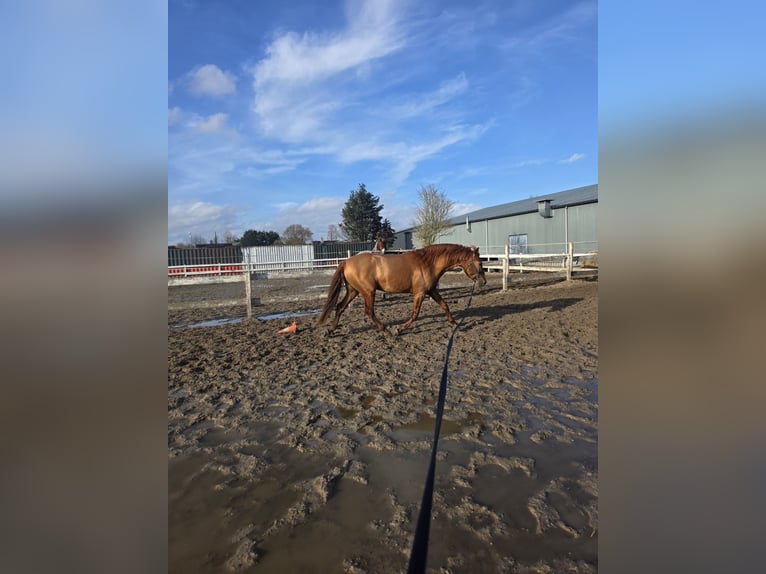 KPR Ogier 4 lat 156 cm Kasztanowata in Nieuwerkerk aan den IJssel