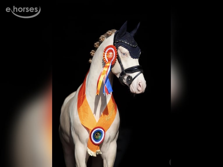 KPR Ogier 5 lat 145 cm Perlino in Groningen