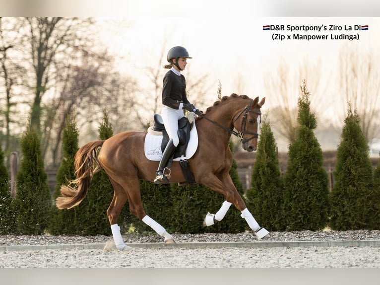 KPR Ogier 9 lat 148 cm Kasztanowata in Veghel