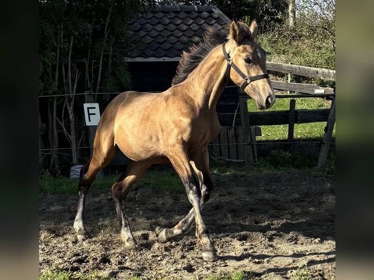 KPR Ogier Źrebak (04/2025) 151 cm Jelenia in Zwartewaal