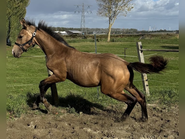 KPR Ogier Źrebak (04/2025) 151 cm Jelenia in Zwartewaal